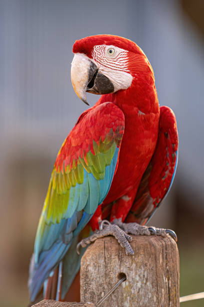 istock Adult Red and green Macaw 1611298650