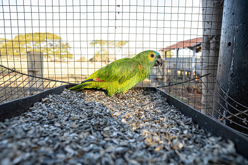 Adult Turquoise fronted Parrot of the species Amazona aestiva rescued recovering for free reintroduction