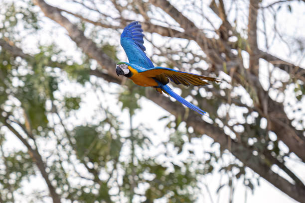 istock Adult Blue-and-yellow Macaw 1611298987