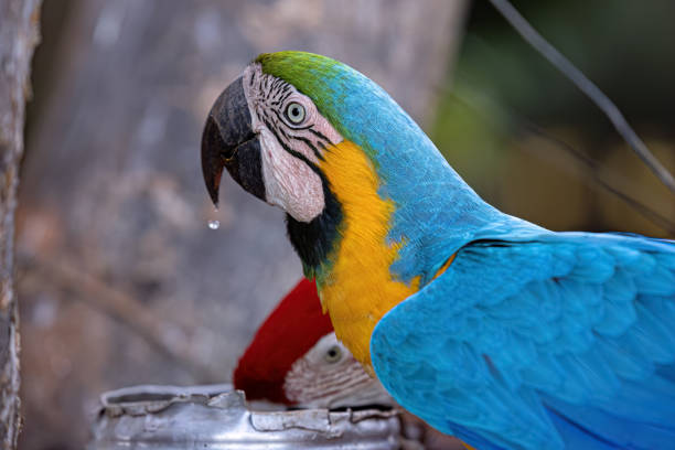 Adult Blue-and-yellow Macaw of the species Ara ararauna