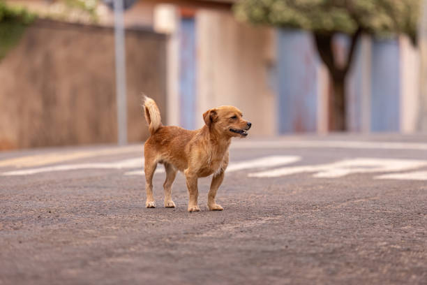 istock animal mammal canine stray dog walking 1611299209