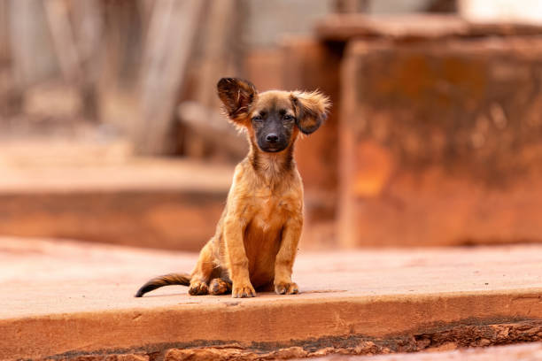 istock animal mammal yellow dog 1611299766