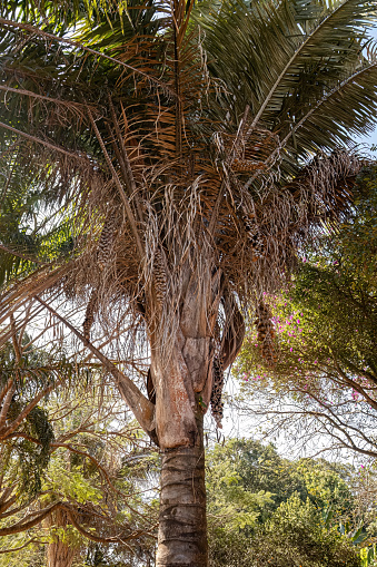 Babassu Palm Tree of the species Attalea speciosa
