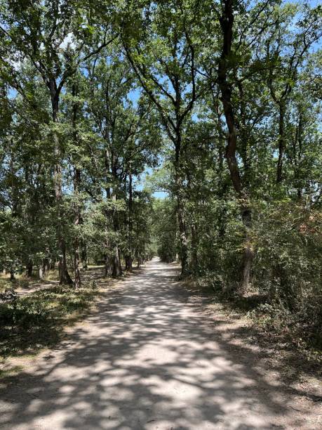 istock Shade of trees 1611305637