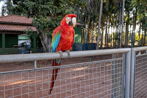 Adult Red and green Macaw of the species Ara chloropterus