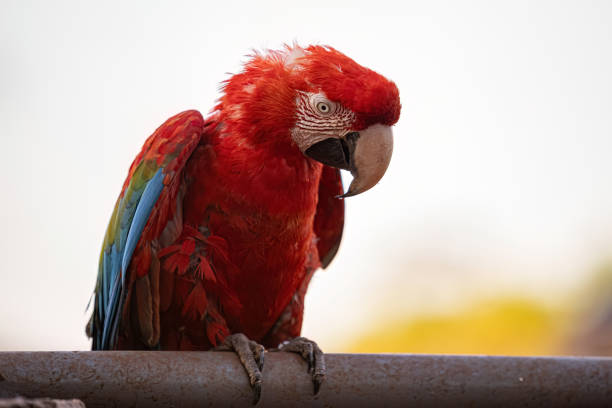 istock Adult Red and green Macaw 1611310962