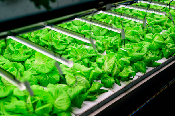 istock Vegetables growing in indoor farm, Hydroponic vegetable farm 1611310983