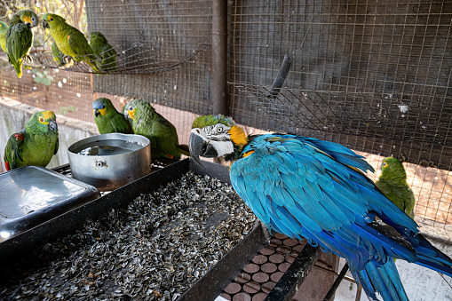 Adult Blue-and-yellow Macaw of the species Ara ararauna rescued recovering for free reintroduction