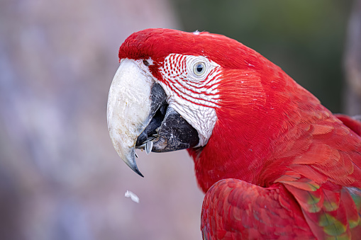 Green Macaw profile portrait.