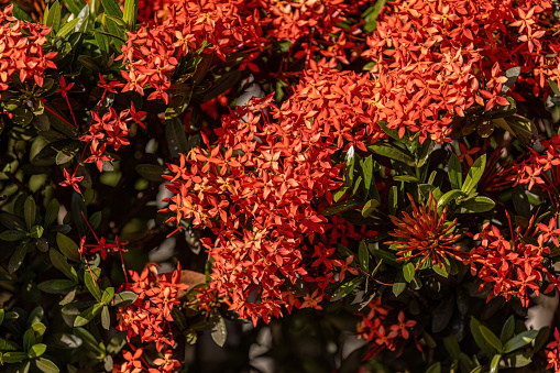 Red Jungle Flame Plant Flower of the genus Ixora