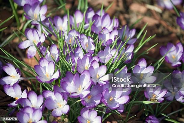 Frühlingskrokussen Im Garten Stockfoto und mehr Bilder von Baumblüte - Baumblüte, Bildhintergrund, Bildschärfe