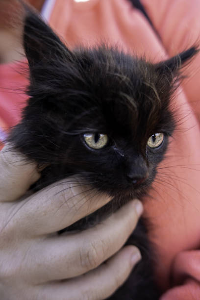 istock Baby cat in arms 1611322731
