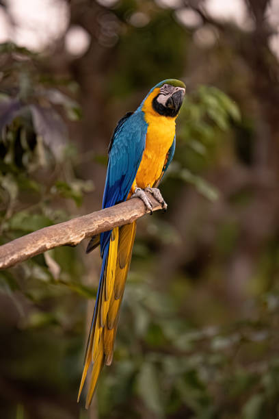 istock Adult Blue-and-yellow Macaw 1611323256