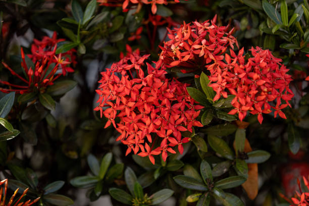 istock Red Jungle Flame Plant Flower 1611325858