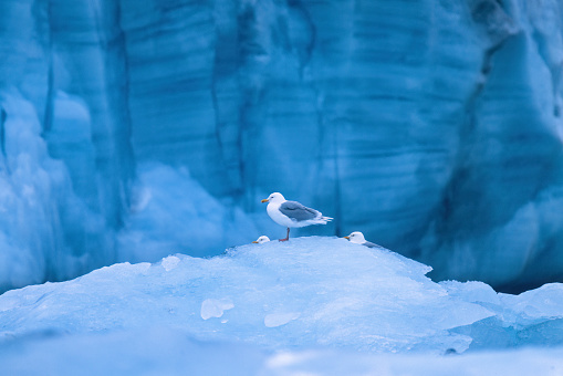 Glaucous gulls on the ice by a glacier