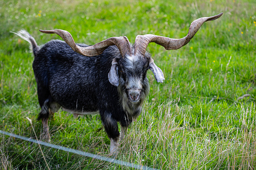 Daytime summer front-view portrait of a single horned black/white goat looking through the bars of a wooden fence surrounding an outdoor animal stay in the Zillertal Alps