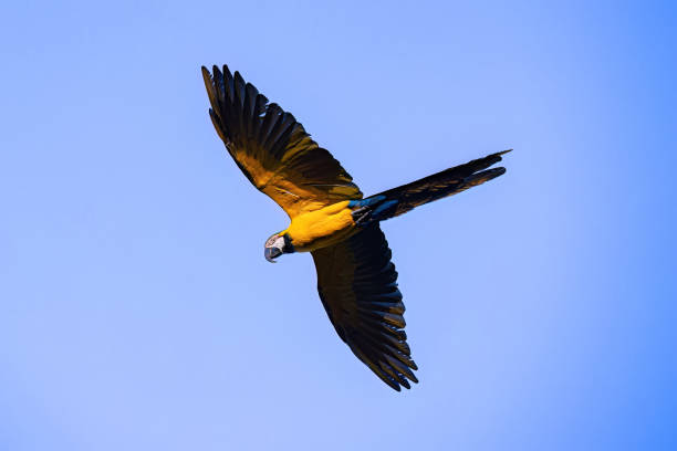 istock Adult Blue-and-yellow Macaw 1611341429