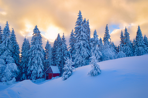 Mystical beautiful sunset over a coniferous forest covered with snow. White-blue deep snow in the foreground.