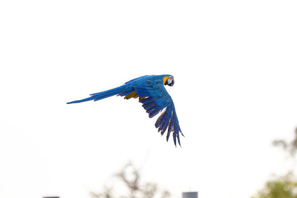 Adult Blue-and-yellow Macaw of the species Ara ararauna