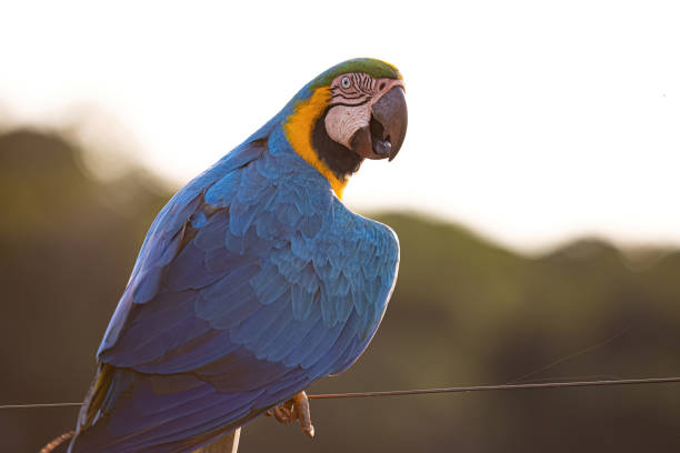 istock Adult Blue-and-yellow Macaw 1611342900