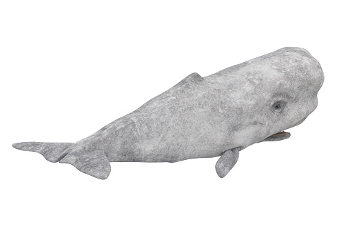 White Sperm Whale isolated on white background. 3D render