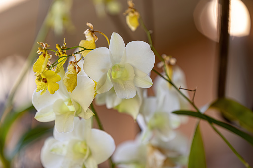 Small Flowering Orchid Plant of the Genus Dendrobium