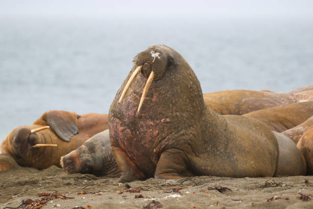 istock Walrus in Svalbard Norway Arctic Circle 1611346679