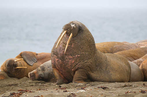 Walrus marine mammal Norway North Pole