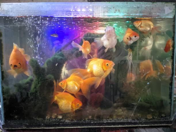 istock Various types of ornamental fish in the aquarium 1611351539