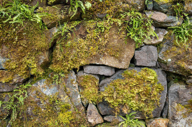 istock Old cracked stone background, with growing grass and moss. Rough background texture 1611352061