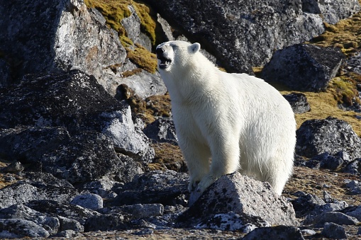 Arctic Climate mammal predator bear North Pole