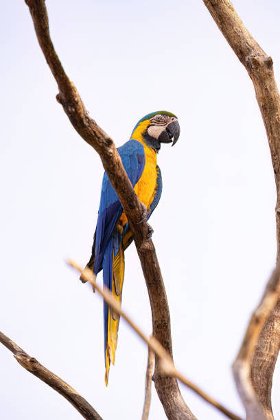 istock Adult Blue-and-yellow Macaw 1611371609