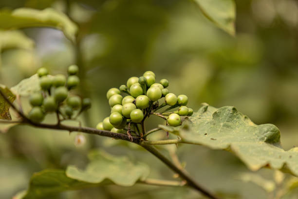 istock flowering plant commonly known as jurubeba 1611373581