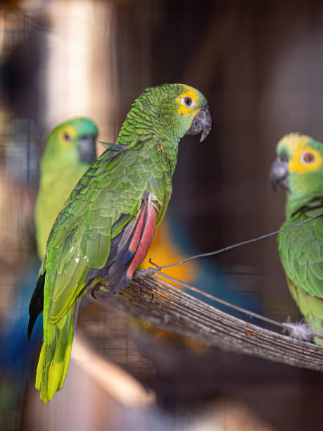 Adult Turquoise fronted Parrot rescued recovering for free reintroduction Adult Turquoise fronted Parrot of the species Amazona aestiva rescued recovering for free reintroduction amazona aestiva stock pictures, royalty-free photos & images