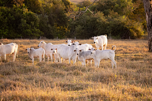 close up of nelore cattle on dry pasture at golden hour