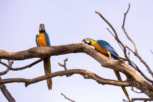 istock Adult Blue-and-yellow Macaw 1611378130
