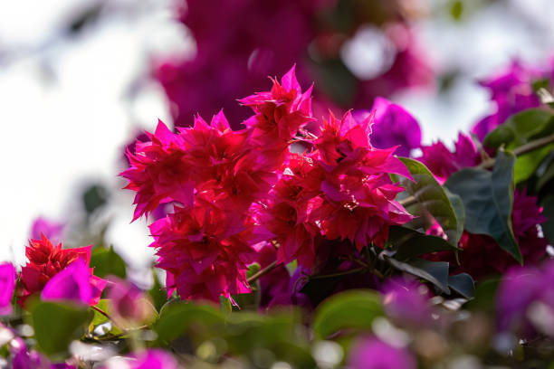 istock ornamental plant flowers 1611379306