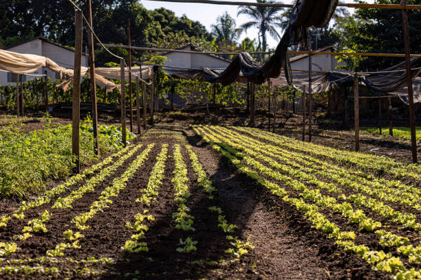 istock seedlings of lettuce plant 1611379688