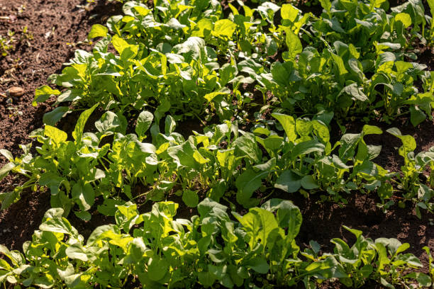 istock small vegetable plant in a vegetable garden 1611380433
