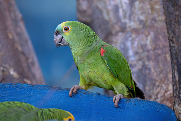 istock Adult Turquoise fronted Parrot 1611383670