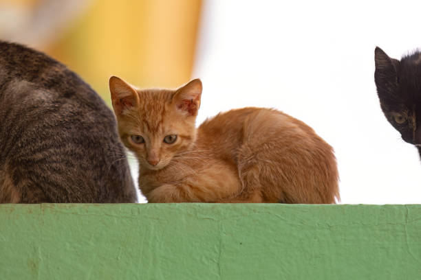 A cute little  Golden Chinchilla Cat with round, big eyes and a curious expression