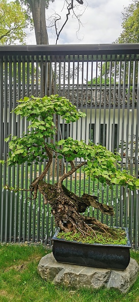 Bonsai