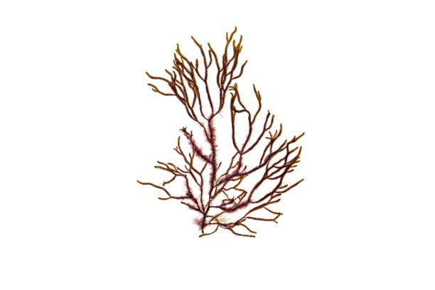 istock Cladostephus spongiosus or Cladostephus verticillatus brown algae isolated on white 1611402441