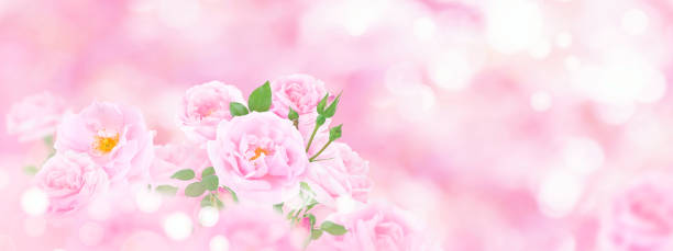 istock Beautiful pink roses on the blurred background 1611402954