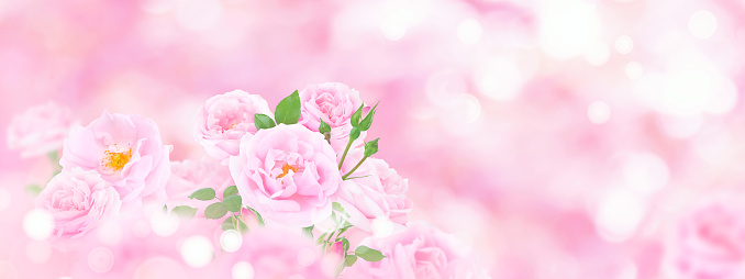 Beautiful pink roses and buds on the blurred background. Web header with copy space. Greeting card for wedding, birthday or valentine.
