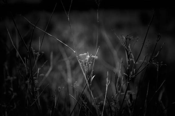 istock Dried flowers in the field 1611407745
