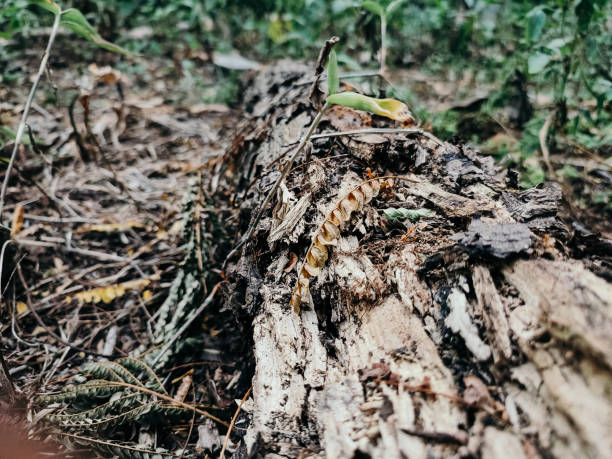 istock The wood is dry and has crumbled 1611409885