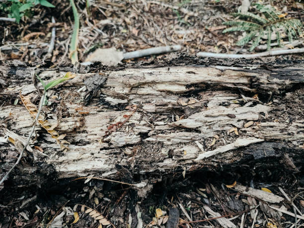 istock The wood is dry and has crumbled 1611410973