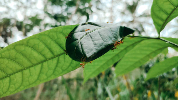 アリの協力 - teamwork ant cooperation challenge ストックフォトと画像