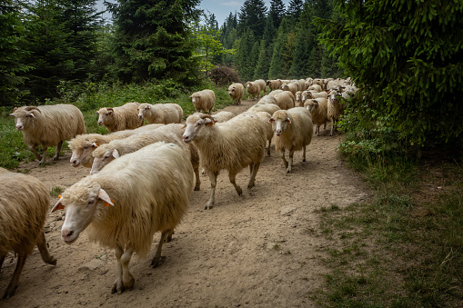 A flock of sheep walking a forest path in Pieniny mountains, Poland. No people, summer day.